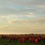 Moving cows at sunset