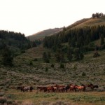 Gathering horses