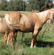 “Cowgirl” Cowboyslittledrifter