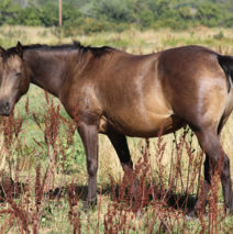 (Ref) LMP Snowy River Jess