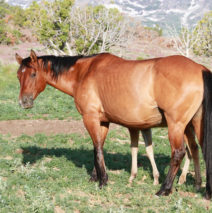 “Tuf Dakota” WC Dakota N Pep