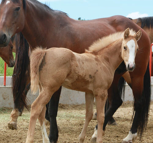 Horses For Sale 