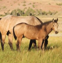 Foal Sale Results