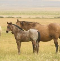 Catalog & Foal Videos