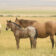 Catalog & Foal Videos