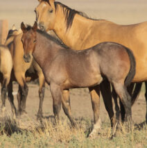 Foal Sale Results